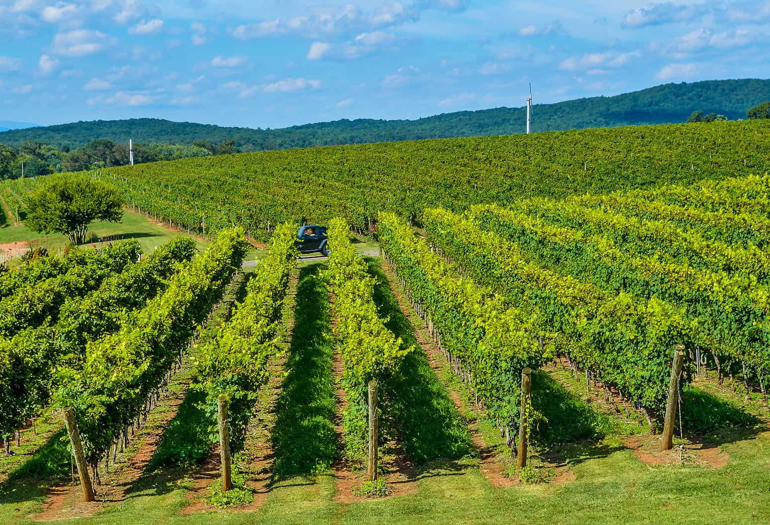 Virginia Wine Country vineyard